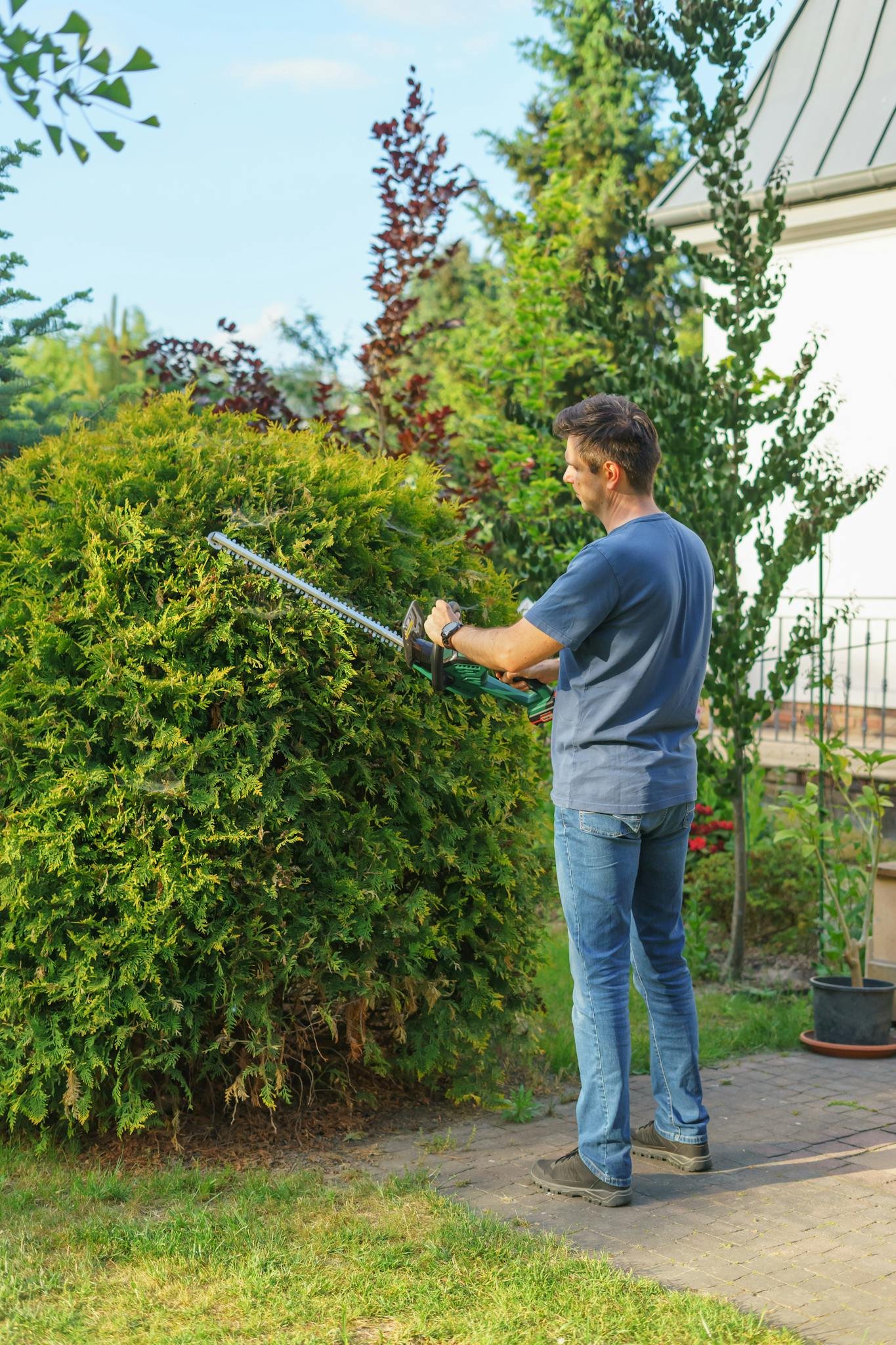 A man uses a trimmer to shape a large hedge in a sunny, well-maintained garden.